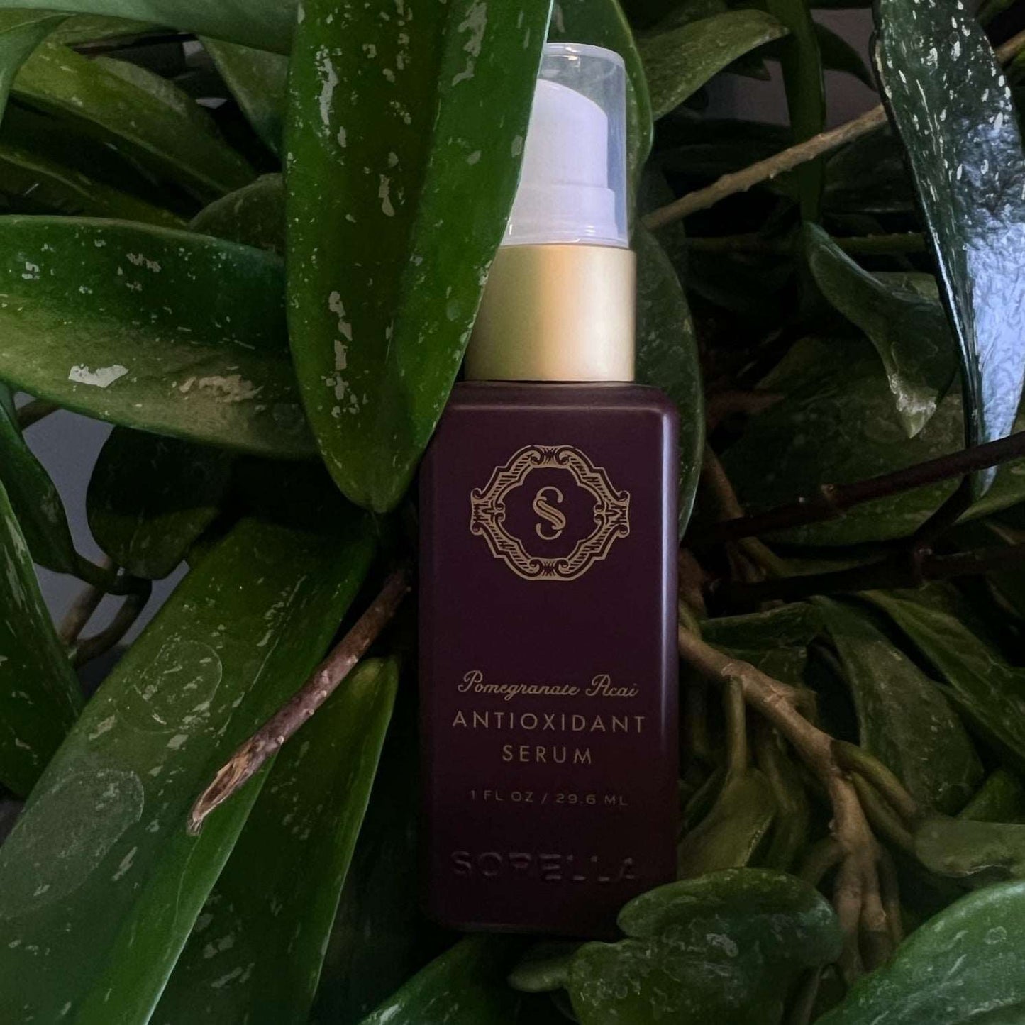 Pomegranate Acai Antioxidant Serum - True Indigo Spa + Wellness